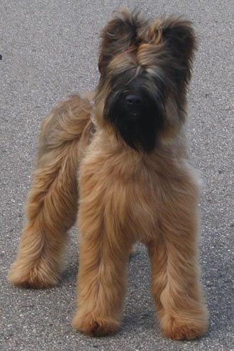 Briard puppy hot sale cost